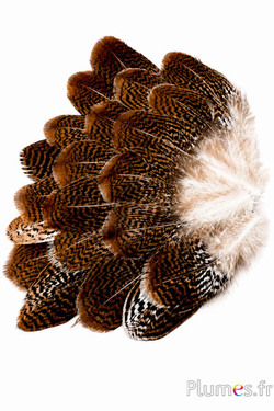 Zilverfazant - 12-14 cm - wit-chocolade-natuurlijk